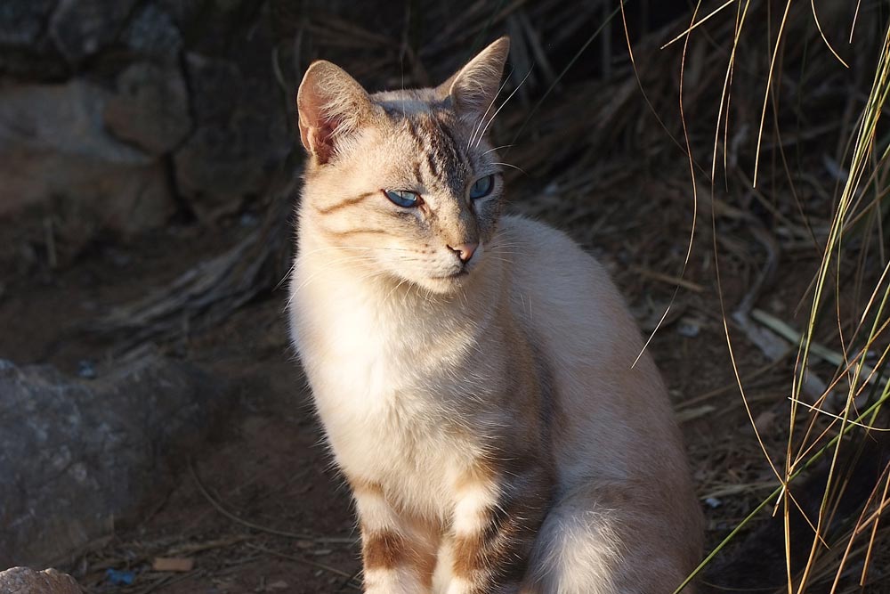 mallorcinische Katze