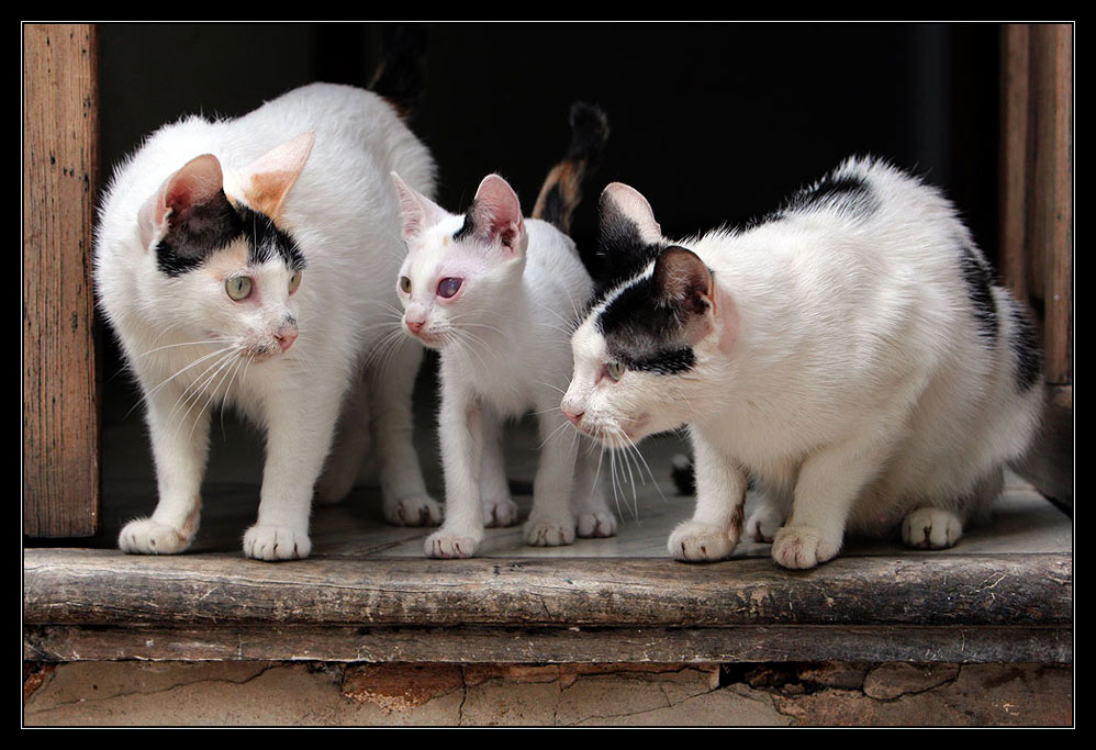 mallorcinische katzen