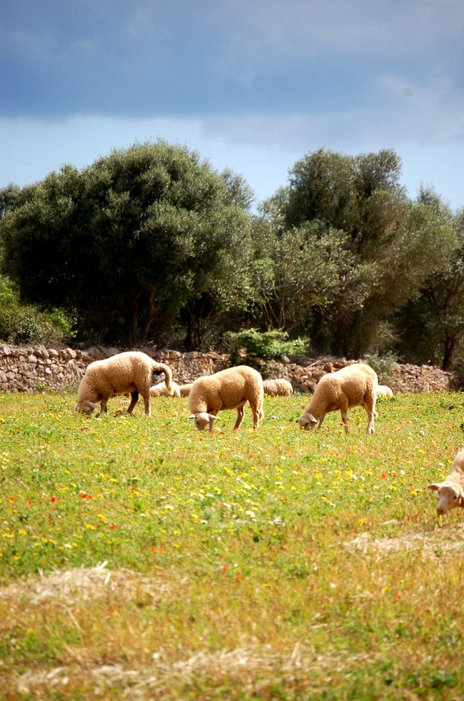 mallorcinischer Mai