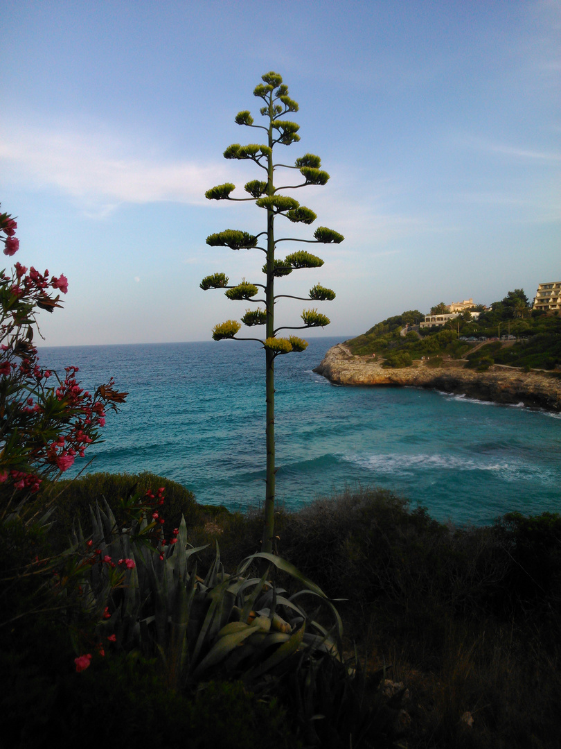 Mallorcinischer Sprößling