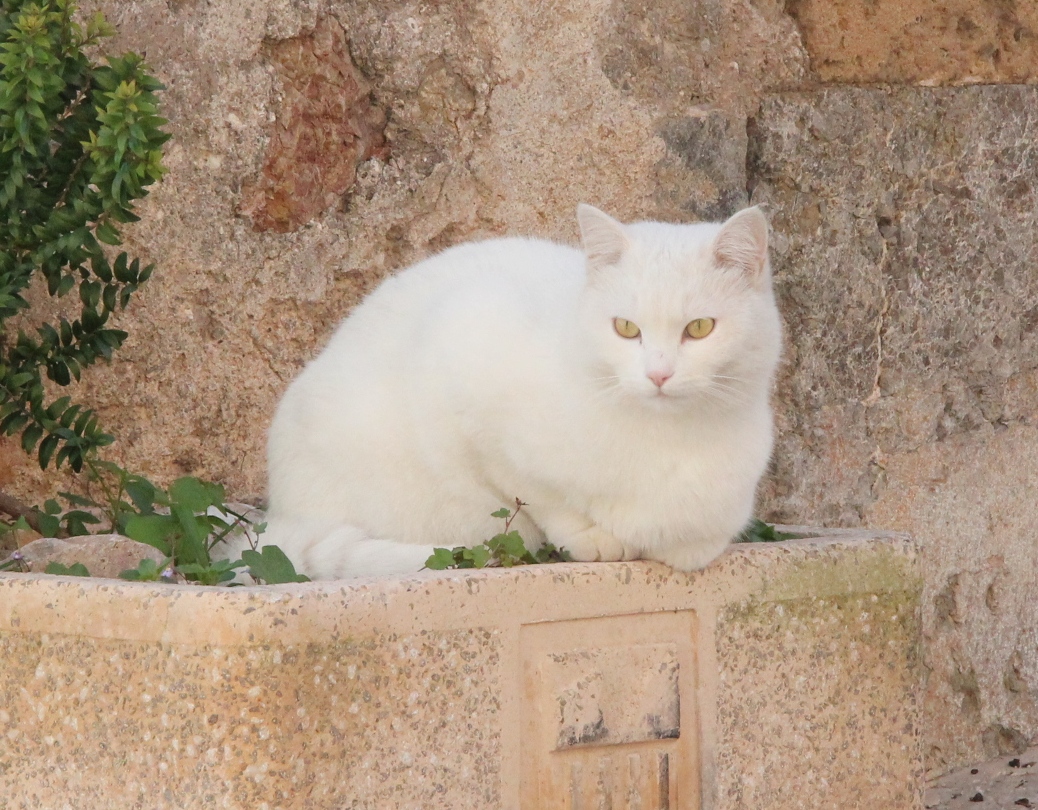 Mallorkinische Schönheit