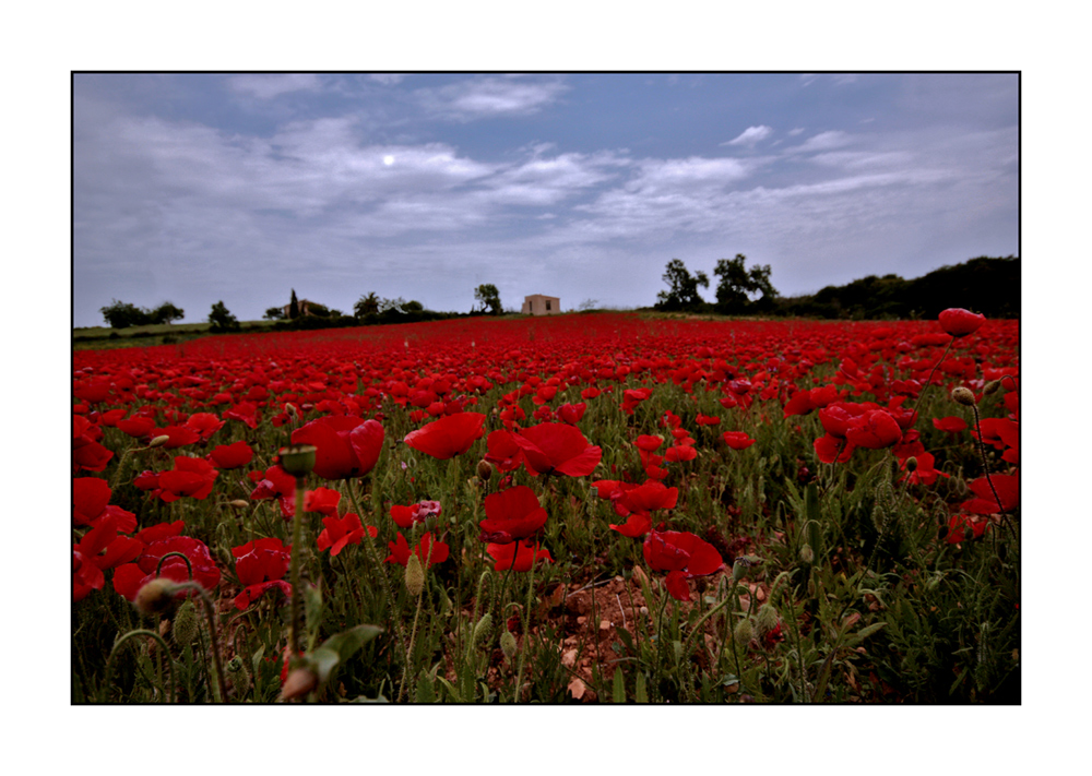 Mallorquín primavera