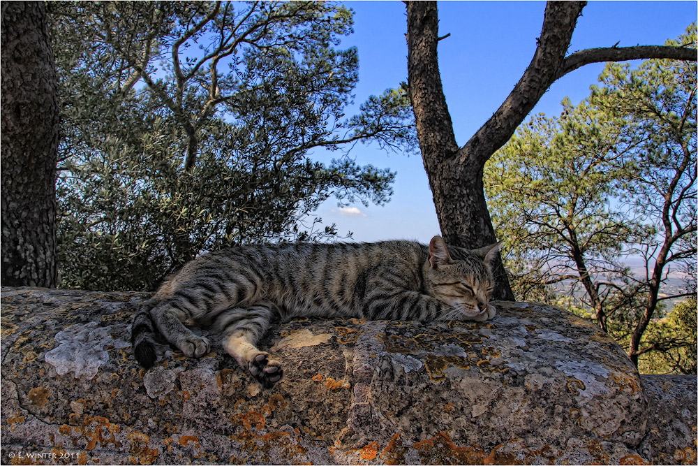 MALLORQUINISCHE GEMÜTLICHKEIT