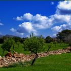 Mallorquinische Landschaft im März