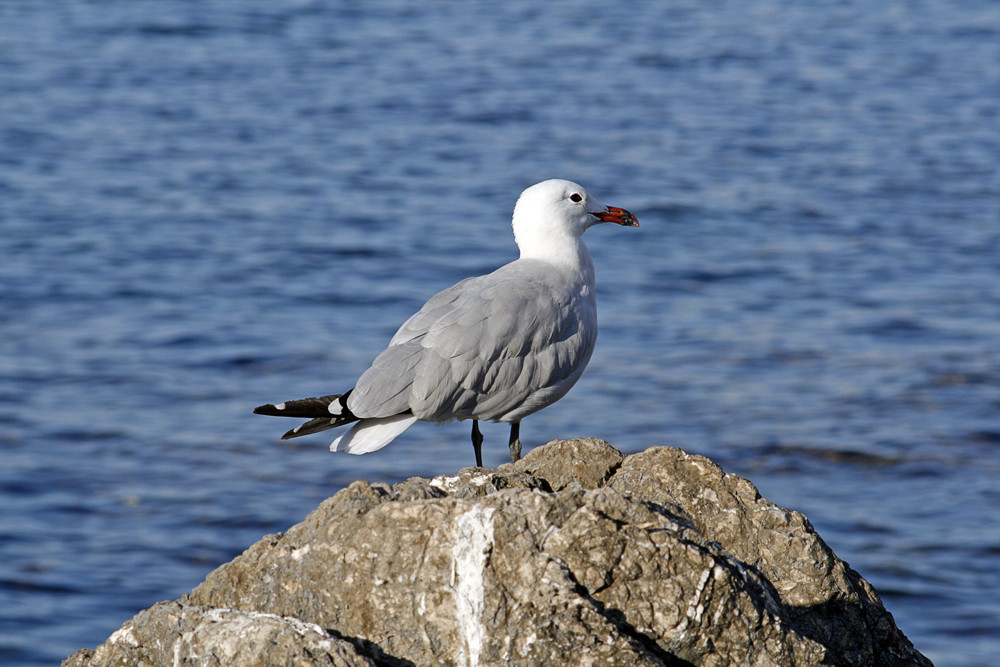 Mallorquinische Möwe ( laut und groß )