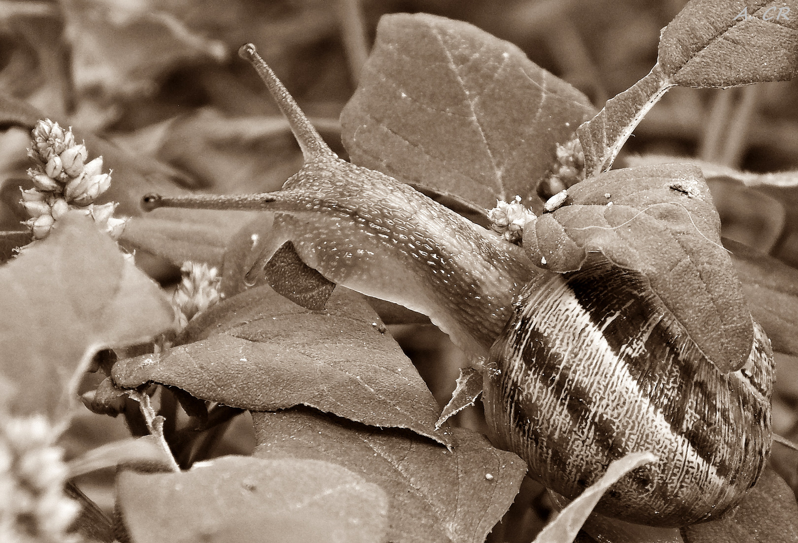 Mallorquinische Säbelzahnschnecke