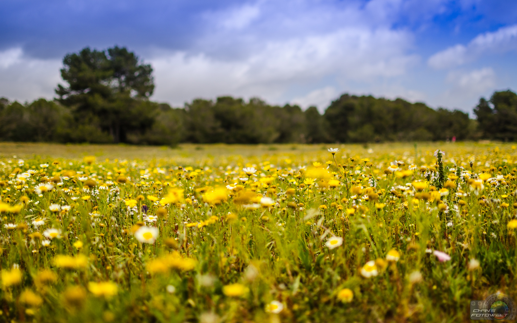 Mallorquinische Sommerwiese