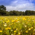 Mallorquinische Sommerwiese