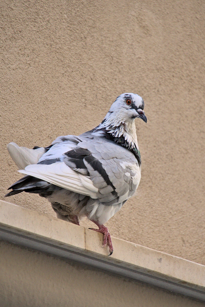 Mallorquinische Taube