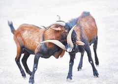 mallorquinische Wildziegen