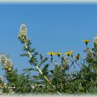 Mallorquinischer Blumengruß