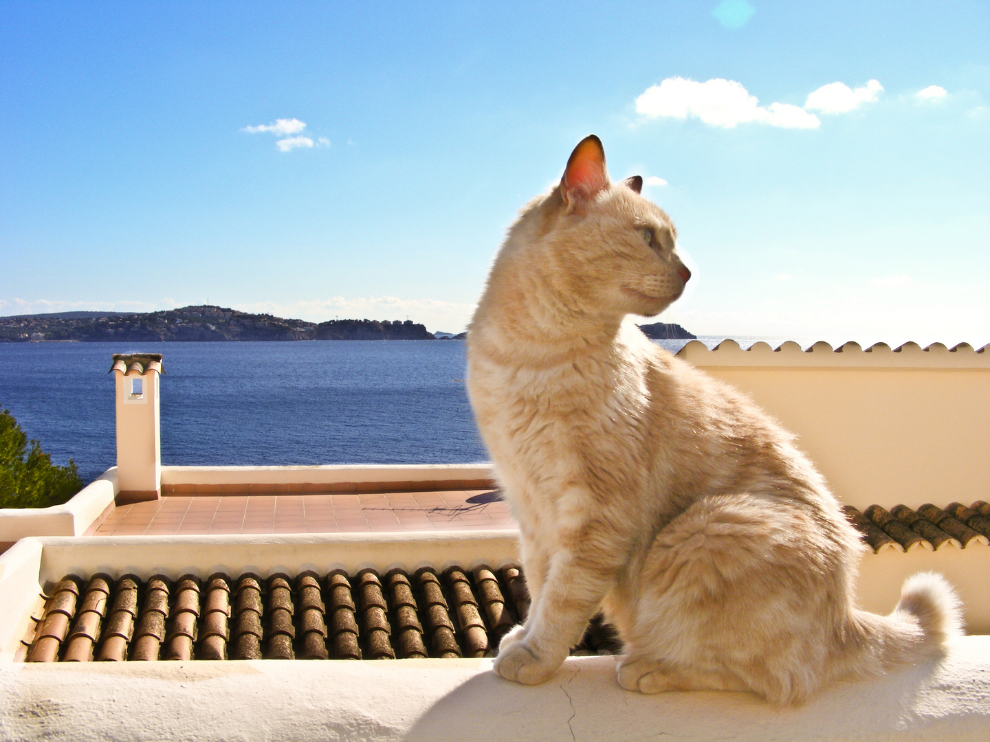 Mallorquinischer Straßenkater...