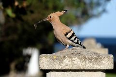 Mallorquinischer Wiedehopf