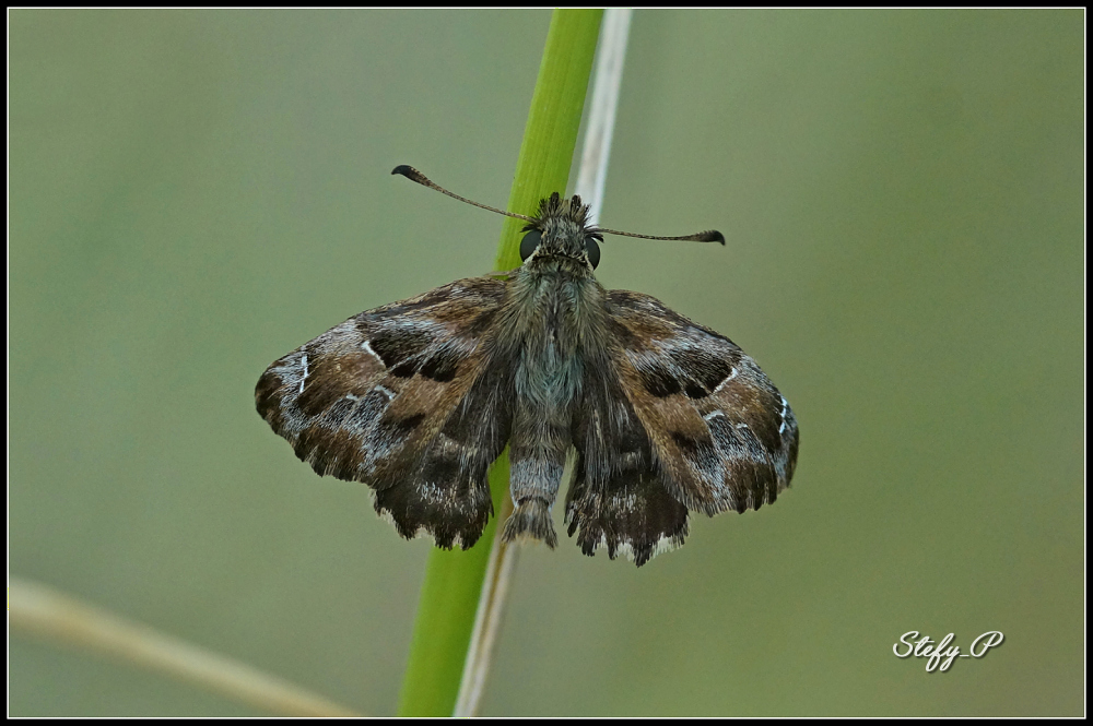 Mallow skipper