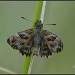 Mallow skipper