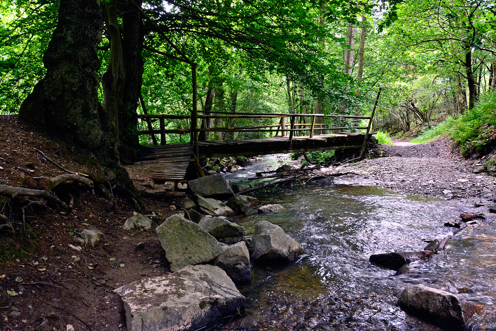 Malmedy Forrest