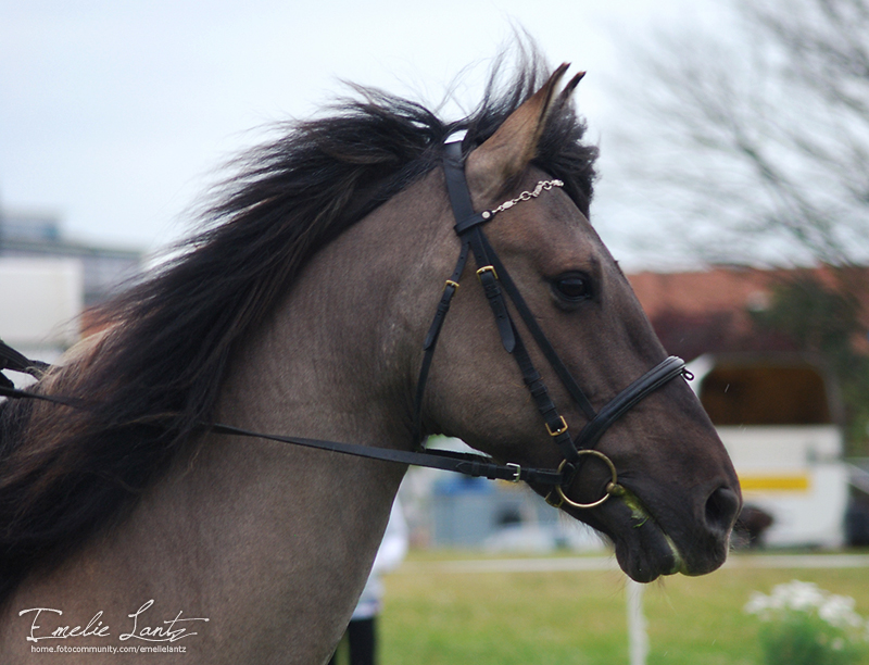 Malmö City Horse Show 2009