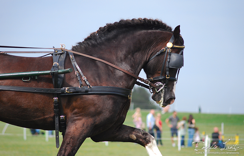 Malmö City Horse Show 2010