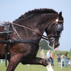 Malmö City Horse Show 2010