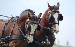 Malmö City Horse Show 2010