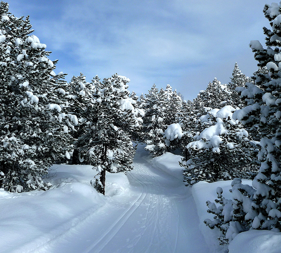 Maloja Winterwald