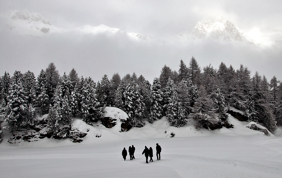 Maloja Winterwald