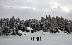 Maloja Winterwald