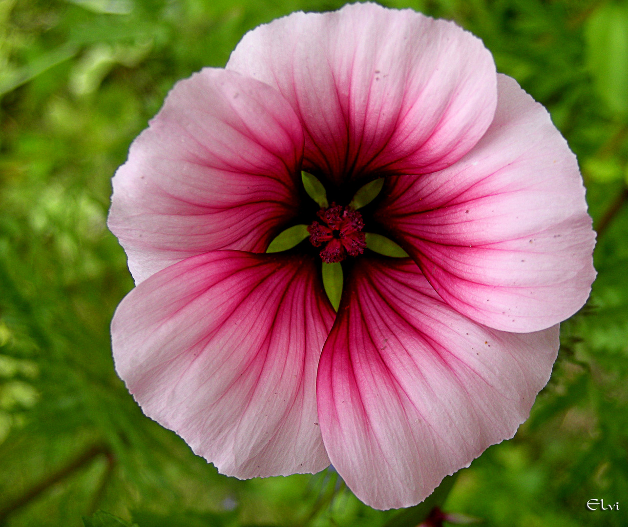 MALOPE TRIFIDA -