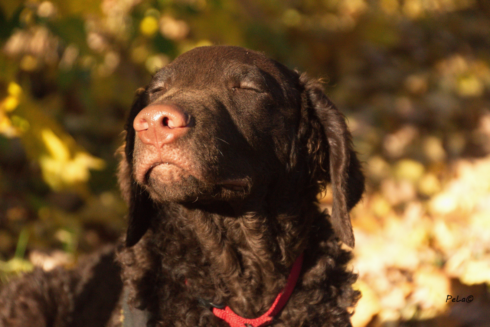 Malou genießt die Sonnenstrahlen im Herbst...