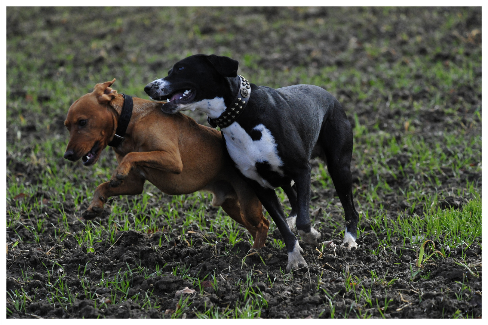 Malou und Balou, 2 Tolpatsche beim Toben