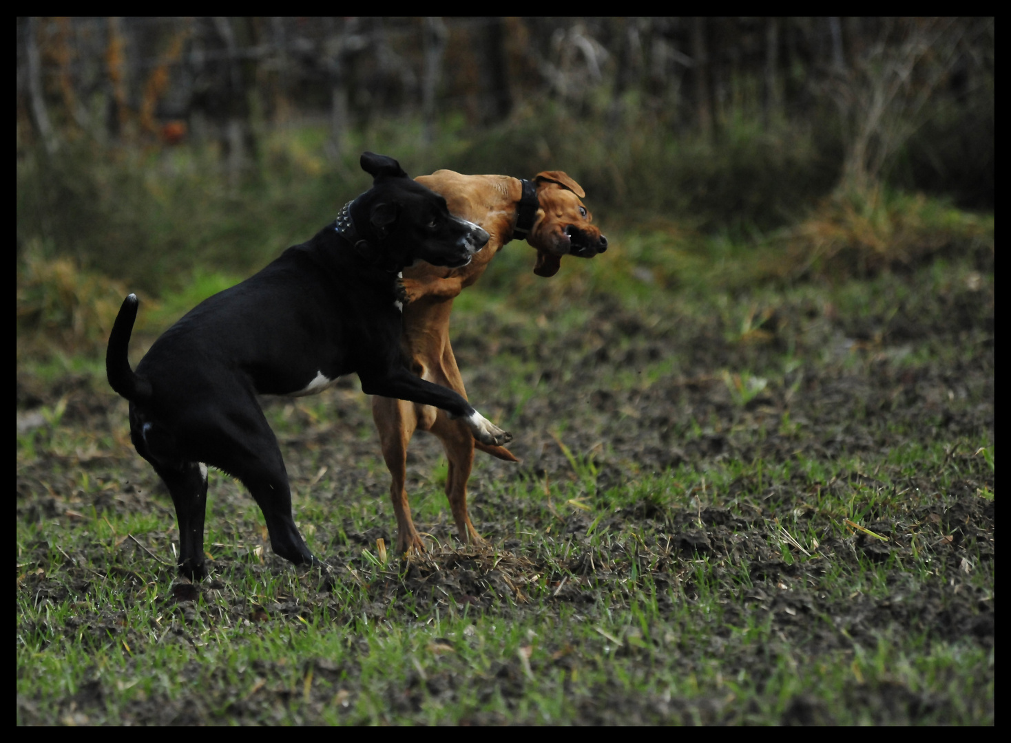 Malou und Balou wie immer am rumtollen