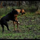 Malou und Balou wie immer am rumtollen