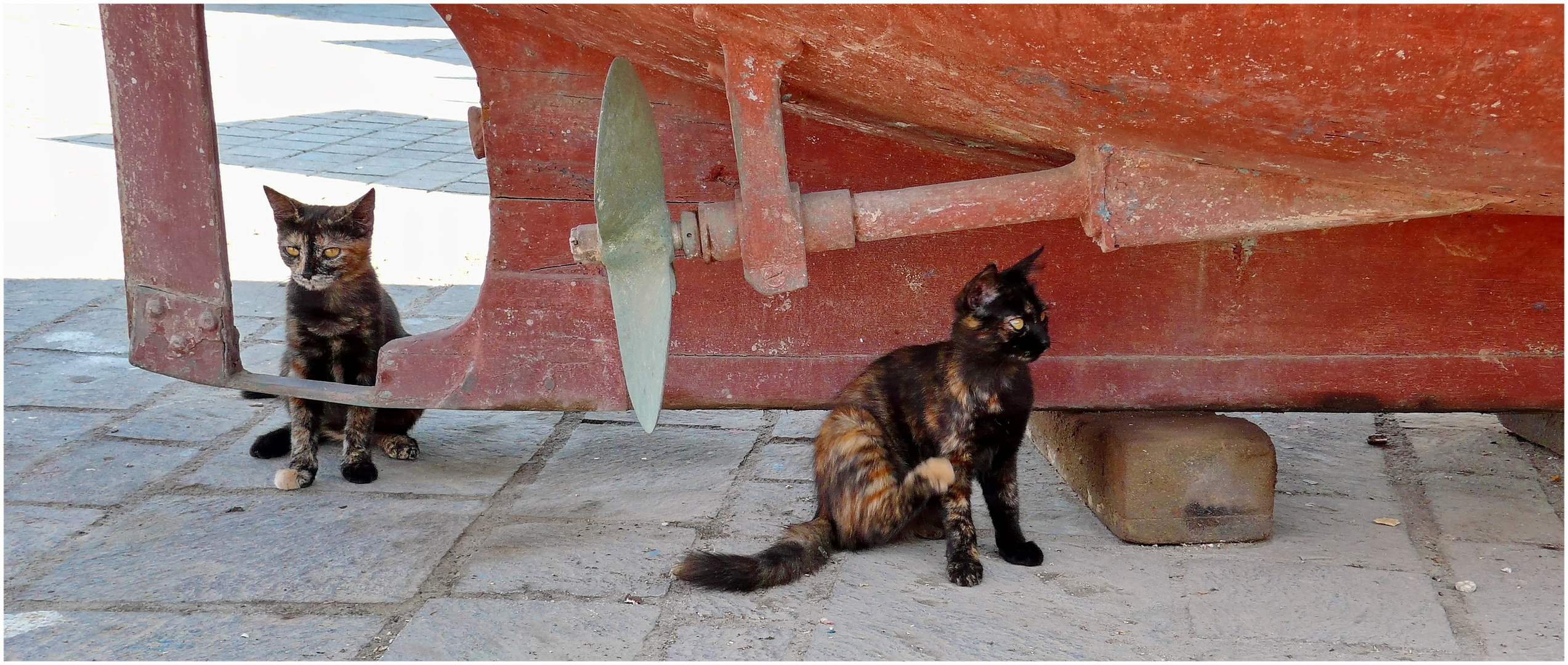 Malta  2018-08-01 Katzen auf der Insel