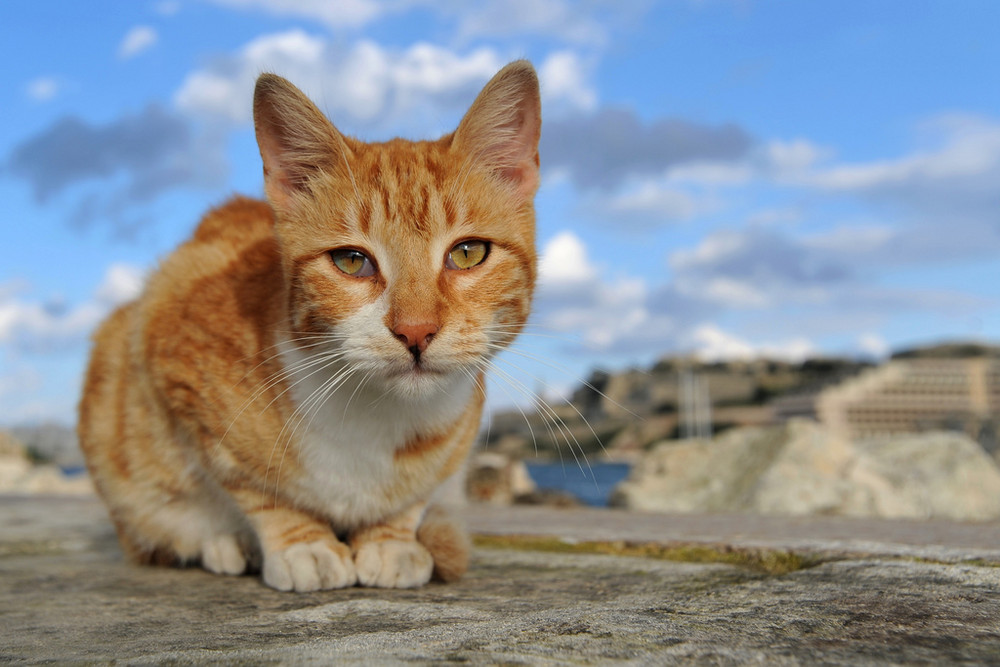 Malta Cat: The Tiger