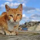 Malta Cat: The Tiger