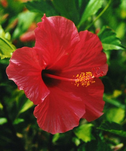 Malta Flower