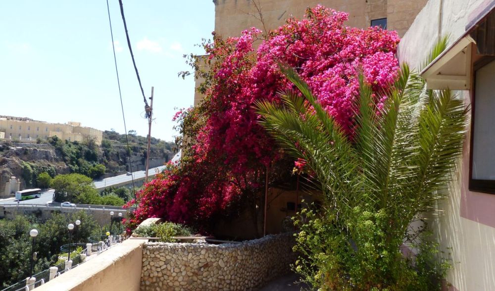 Malta-Gozo  Bougainvillehecke