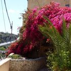 Malta-Gozo  Bougainvillehecke