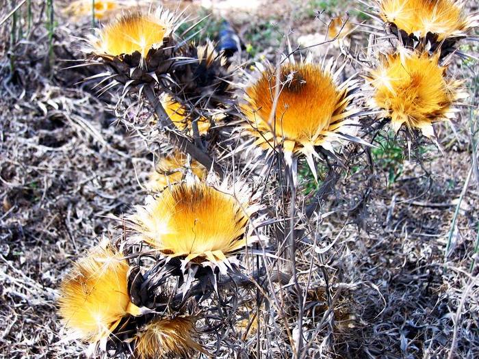 Malta's Flowers