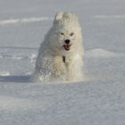 Malteser freut sich im Schnee