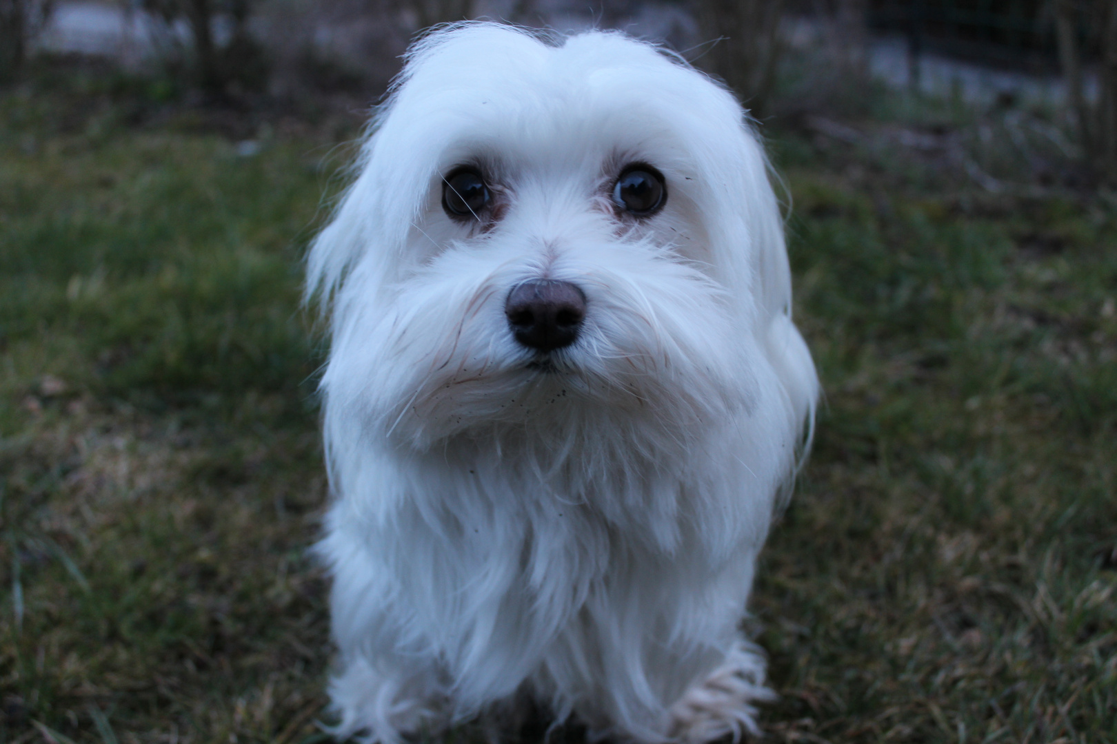 Malteser Hund Foto & Bild | hund, welpe, kühl Bilder auf fotocommunity