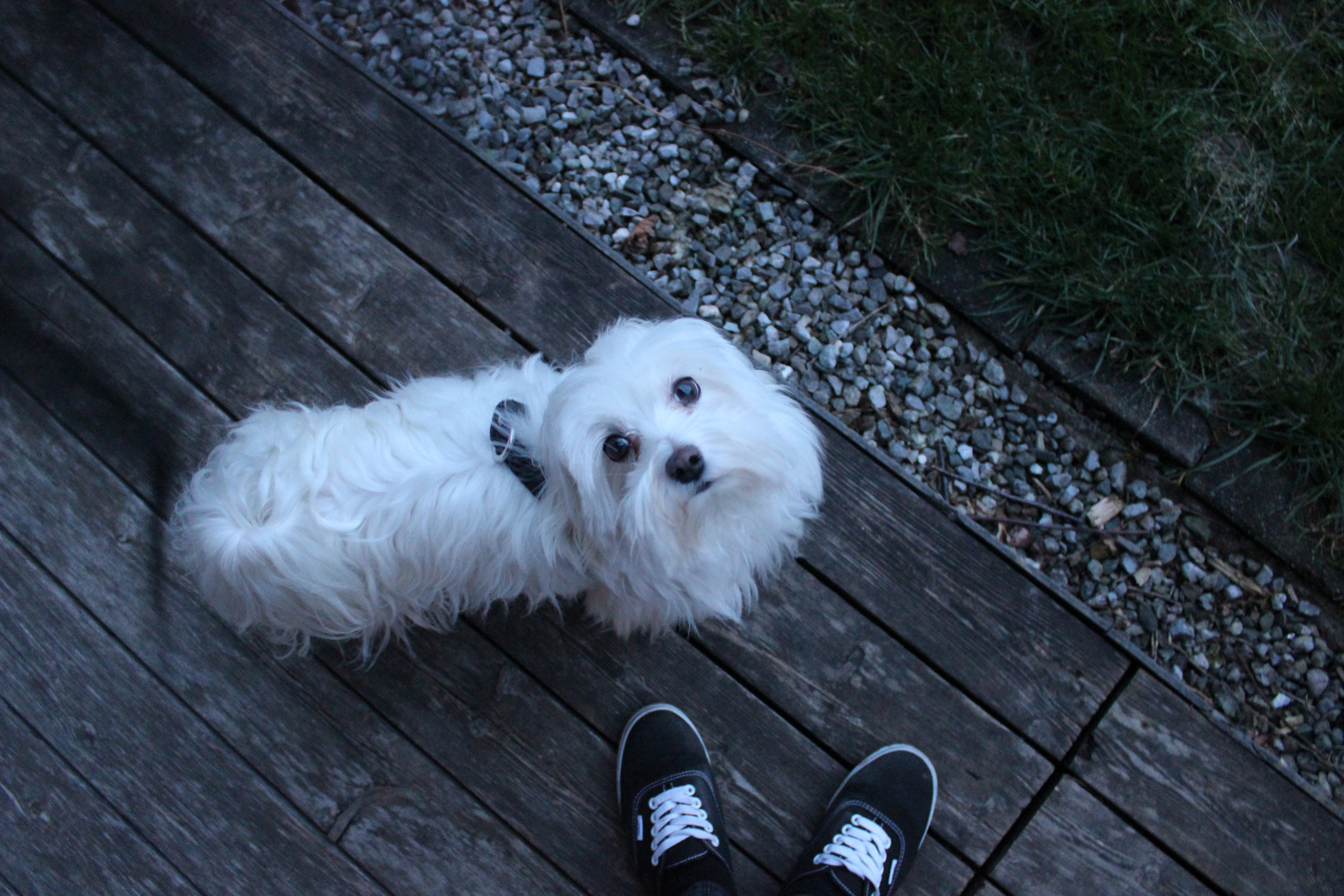 Malteser Hund Foto Bild Hunde Hund Natur Bilder Auf Fotocommunity
