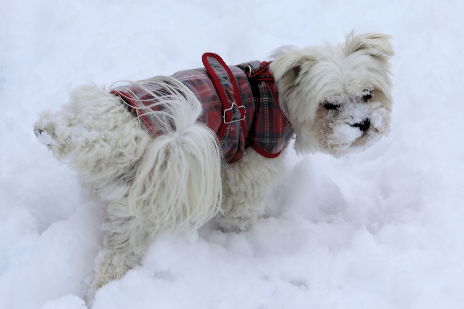 Malteser im Schnee 2