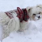 Malteser im Schnee 2