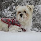 Malteser im Schnee