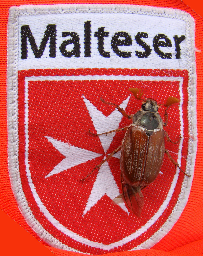 Malteser Maikäfer in Litauen