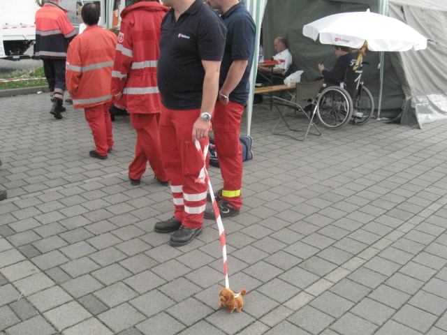 malteser mit Hund