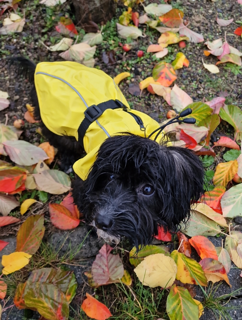 Malteser-Pudel (Maltipoo)