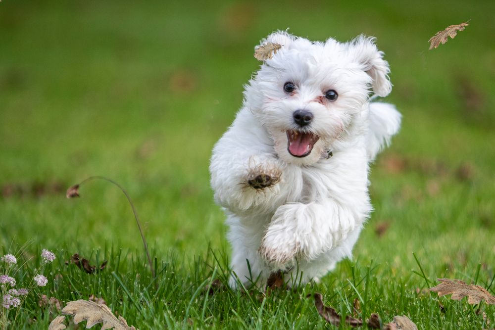 Malteser Welpe Donna 7161 Foto & Bild | tiere, haustiere, hunde Bilder