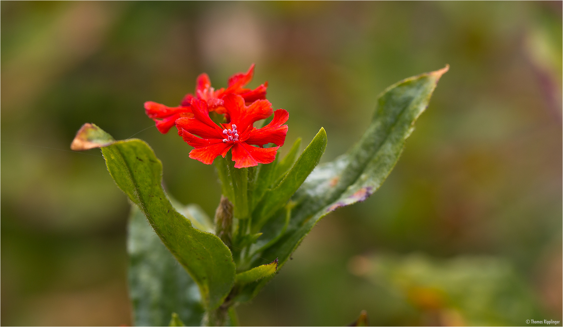 Malteserkreuz (Lychnis chalcedonica)